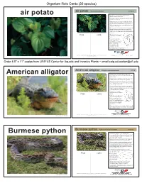Burmese Python ¢‘˜—Ȱ–˜•ž›žœȰ‹’Ÿ’ĴŠžœ INVASIVE
