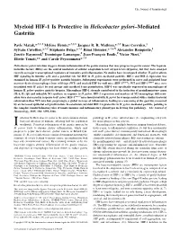 Mediated Gastritis − Pylori Helicobacter Myeloid HIF-1 Is Protective In