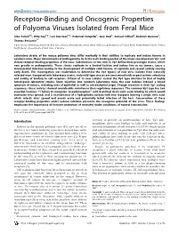 Receptor-Binding and Oncogenic Properties of Polyoma Viruses Isolated from Feral Mice