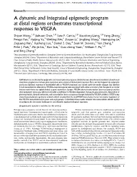 A Dynamic and Integrated Epigenetic Program at Distal Regions Orchestrates Transcriptional Responses to VEGFA