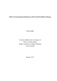 Effects of Gestational Nutrition on Post-Natal Fertility in Sheep Peter Smith