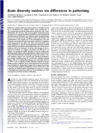 Brain Diversity Evolves Via Differences in Patterning