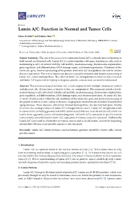 Lamin A/C: Function in Normal and Tumor Cells