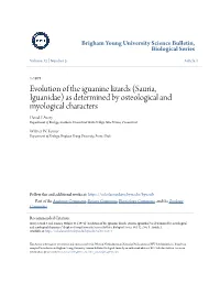 Evolution of the Iguanine Lizards (Sauria, Iguanidae) As Determined by Osteological and Myological Characters David F