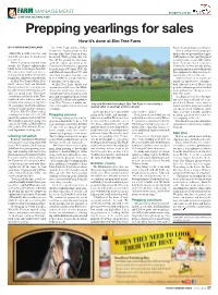 Prepping Yearlings for Sales How It’S Done at Elm Tree Farm