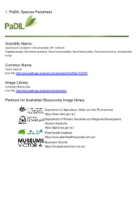 1. Padil Species Factsheet Scientific Name: Common Name Image