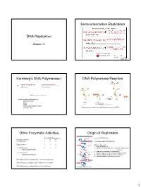 DNA Replication