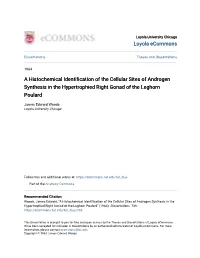 A Histochemical Identification of the Cellular Sites of Androgen Synthesis in the Hypertrophied Right Gonad of the Leghorn Poulard