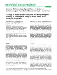 Insights Into the Pathogenic Potency of Aspergillus Fumigatus and Some Other Aspergillus Species