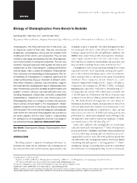 Biology of Cholangiocytes: from Bench to Bedside