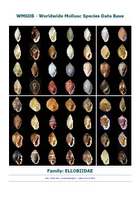 WMSDB - Worldwide Mollusc Species Data Base