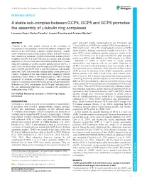 A Stable Sub-Complex Between GCP4, GCP5 and GCP6 Promotes The