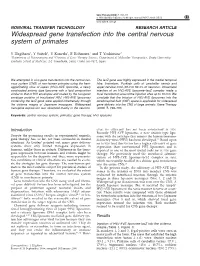 Widespread Gene Transfection Into the Central Nervous System of Primates