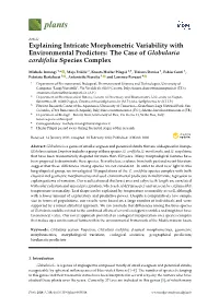 Explaining Intricate Morphometric Variability with Environmental Predictors: the Case of Globularia Cordifolia Species Complex
