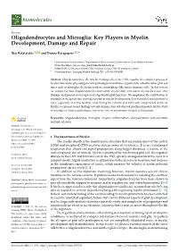 Oligodendrocytes and Microglia: Key Players in Myelin Development, Damage and Repair