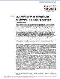 Quantification of Intracellular N-Terminal Β-Actin Arginylation