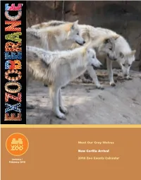 Meet Our Gray Wolves New Gorilla Arrival 2010 Zoo Events Calendar