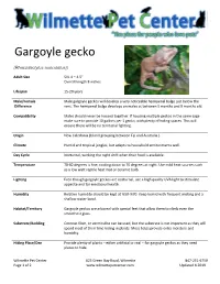 Gargoyle Gecko
