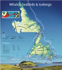 Labrador Newfoundland