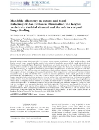 Mandible Allometry in Extant and Fossil Balaenopteridae (Cetacea: Mammalia): the Largest Vertebrate Skeletal Element and Its Role in Rorqual Lunge Feeding