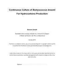 Continuous Culture of Botryococcus Braunii for Hydrocarbons Production