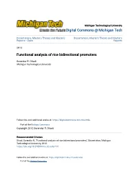 Functional Analysis of Rice Bidirectional Promoters
