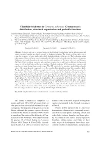 Glandular Trichomes in Connarus Suberosus (Connaraceae): Distribution, Structural Organization and Probable Functions