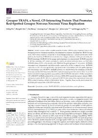 Grouper TRAF4, a Novel, CP-Interacting Protein That Promotes Red-Spotted Grouper Nervous Necrosis Virus Replication