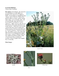 SCOTCH THISTLE (Onopordum Acanthium) Description: Scotch