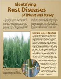 Identifying Rust Diseases of Wheat and Barley