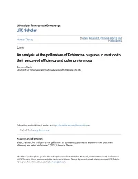 An Analysis of the Pollinators of Echinacea Purpurea in Relation to Their Perceived Efficiency and Color Preferences