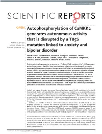 Autophosphorylation of Camkk2 Generates Autonomous Activity That