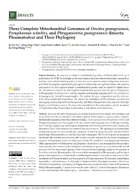 Insecta: Phasmatodea) and Their Phylogeny