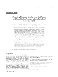 Emerging Molecular Mechanisms That Power and Regulate the Anastral Mitotic Spindle of Flowering Plants