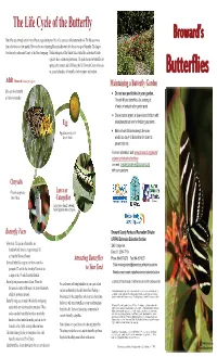 Butterflies Pass Through Several Very Different Stages During Their Life Cycle, a Process Called Metamorphosis