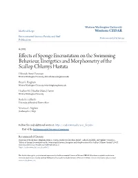 Effects of Sponge Encrustation on the Swimming Behaviour, Energetics