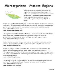 Microorganisms – Protists: Euglena