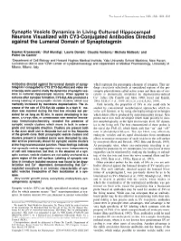 Synaptic Vesicle Dynamics in Living Cultured Hippocampal Neurons Visualized with CY3-Conjugated Antibodies Directed Against the Lumenal Domain of Synaptotagmin