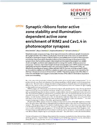 Dependent Active Zone Enrichment of RIM2 and Cav1.4 in Photoreceptor Synapses Ekta Dembla1*, Mayur Dembla 1, Stephan Maxeiner 1,2 & Frank Schmitz 1*
