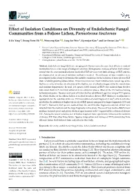 Effect of Isolation Conditions on Diversity of Endolichenic Fungal Communities from a Foliose Lichen, Parmotrema Tinctorum