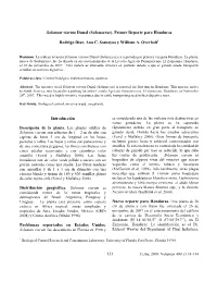 133 Solanum Viarum Dunal (Solanaceae), Primer Reporte Para