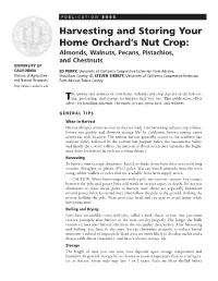 Harvesting and Storing Your Home Orchard's Nut Crop