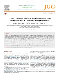 STRIPE2 Encodes a Putative Dcmp Deaminase That Plays an Important Role in Chloroplast Development in Rice