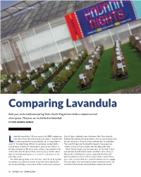 Comparing Lavandula