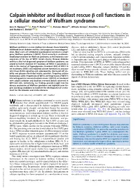 Calpain Inhibitor and Ibudilast Rescue Β Cell Functions in a Cellular Model of Wolfram Syndrome