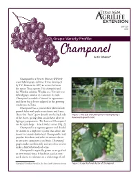 Champanel Grapes Make Excellent Jelly and Are Often Used to Make a Fruity-Flavored Red Wine