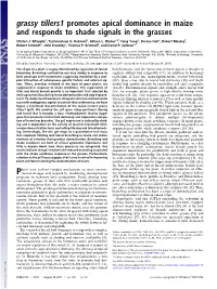 Grassy Tillers1 Promotes Apical Dominance in Maize and Responds to Shade Signals in the Grasses
