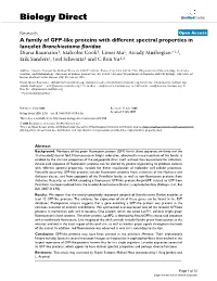 A Family of GFP-Like Proteins with Different Spectral Properties In