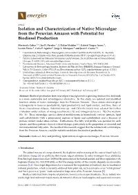 Isolation and Characterization of Native Microalgae from the Peruvian Amazon with Potential for Biodiesel Production