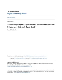 Altered Integrin Alpha 6 Expression As a Rescue for Muscle Fiber Detachment in Zebrafish (Danio Rerio)